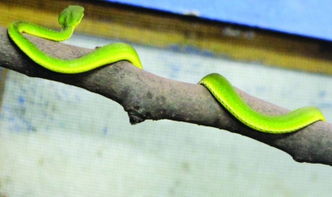 ������Ҷ������ʲôԤ�� ������Ҷ����Ҳ�Ǻ���