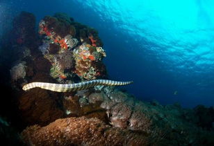 世界最毒的毒蛇第一名 是眼镜蛇毒性的两倍的裂颊海蛇