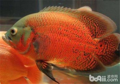 ��ͼ�㲻��ʳ��ô�� ��ͼ�㲻��ʳҲ��������