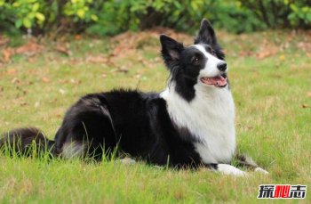 世界十大聪明犬排名 世界十大最聪明的狗排名