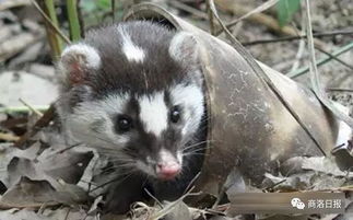 学名(melogalemoschatasubaurantiaca)俗名闷田猪﹑臭膻狸仔,小豚猫