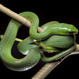 ���н�����ʲôԤ�� ���������ŵ�˵����ȷ�Ǵ󼪴�����