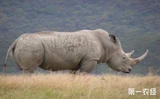 白犀牛是什么 是世界上极度濒危的物种