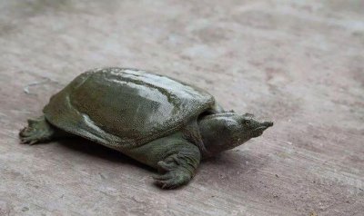 王八看绿豆对眼了什么意思 文雅一点的说法就是情投意合