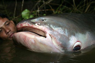 ��ͷ�������ԭ����ʲô ��ͷ������ʲô��