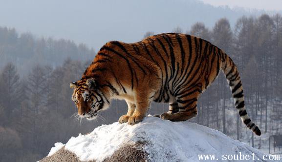 ���������������ϻ� Ұ����������ɱ600��������