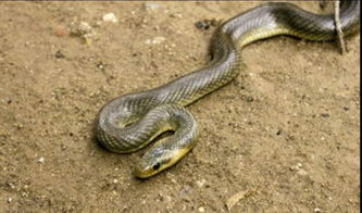 ���ҧ���ж��� ҧ��û�ж�