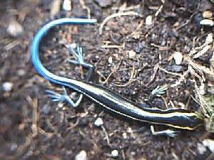 蓝尾石龙子有毒吗 没有毒来源于哪里