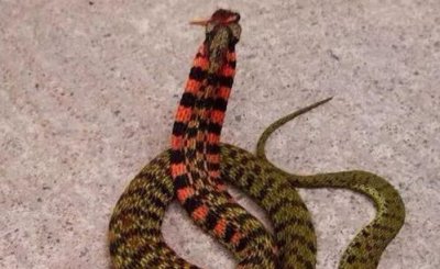 Ұ���������ж��� ���������޶�����