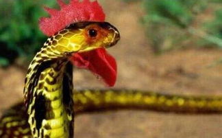 Ұ���������ж��� ���������޶�����