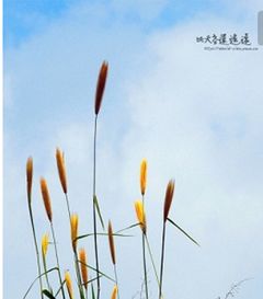 时光荏苒岁月静好是什么意思 时光荏苒是一个汉语成语