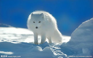 �׺���������� �׺�������