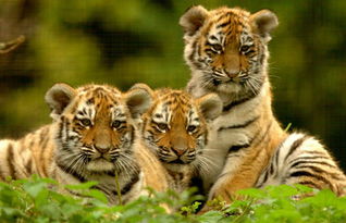 �ε��ϻ���ʲô��˼ ��������Ҫ���ǿ���ʱ������