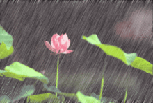 ÷�꼾���Ǽ��·� ÿ���6-7�·���÷�꼾��