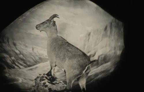复活成功的灭绝动物 复活比利牛斯野山羊已成为现实