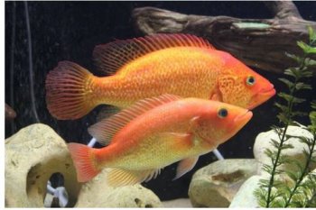 ���ϻ�����ô�� ˮ�ʻ�����ιʳ��Ϊ��Ҫ