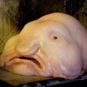 水滴鱼可以吃吗 小水滴鱼不可以