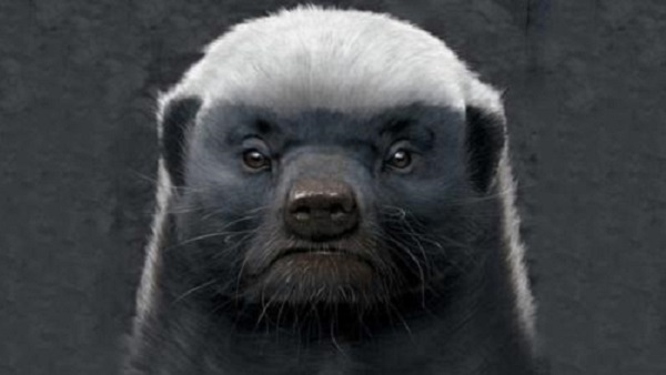 平头哥是什么动物 平头哥其实叫做蜜獾