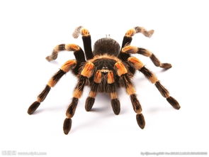 ֩����ʲô ���´���ȴ��д̼�����ζ��