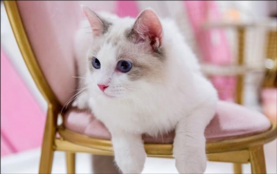 ��żè�۸����Ǯһֻ ���ֲ�żè�۸�ͨ����5000-10000֮��