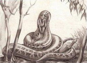 远古沃那比蛇是什么蛇 是属于已经灭绝的巨蛇科