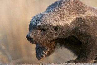 �����ĺܼǳ�ô �����ɱ����������