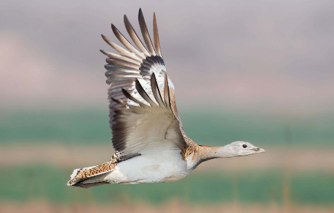 ����Ǽ����������� ����һ��������