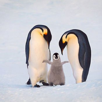世界上最大的企鹅是什么 世界上最大的企鹅有多重