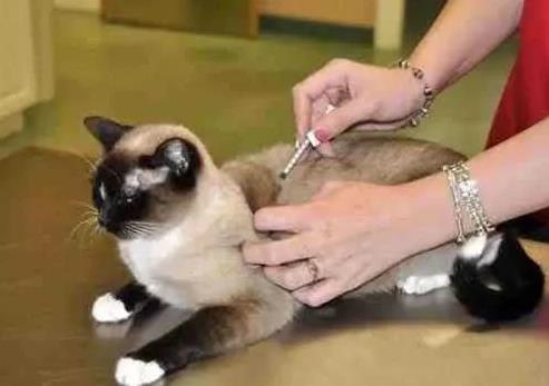 猫咪什么时候可以驱虫 满月后就能进行第一次驱虫