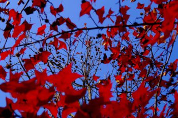 autumn是什么意思 作名词通常意为秋天
