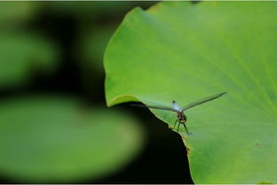 �����Ǽ��µ����� 6��-8��Ϊ�ļ�