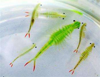 ��ŮϺ�������� ��ŮϺ����Ǯһֻ