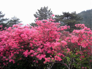 ��Ƕž黨��Ʊ����Ǯ ��Ʊÿ��120Ԫ