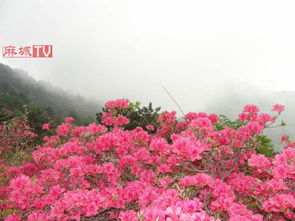 ��Ƕž黨��Ʊ����Ǯ ��Ʊÿ��120Ԫ