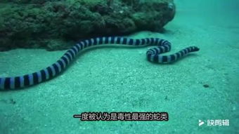 世界最毒的蛇是什么蛇 是贝尔彻海蛇以鱼类为食