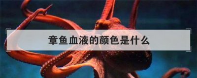 章鱼血液的颜色是什么 章鱼的血液是什么颜色视频