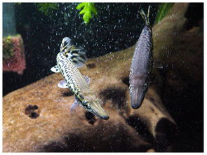 ȸ��Ϊʲô�¿�ȸ�� ��ȸ������ʳ������ǿ