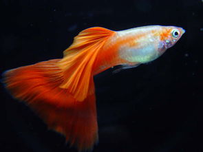 ȸ��Ϊʲô�¿�ȸ�� ��ȸ������ʳ������ǿ