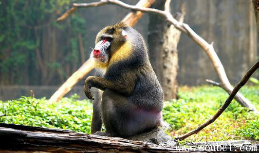 ���������ĺ��ӣ�ɽ���峤80���� ���ƹ���