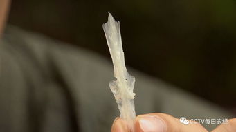雅鱼多少钱一斤 现在野生的雅鱼已经很少了