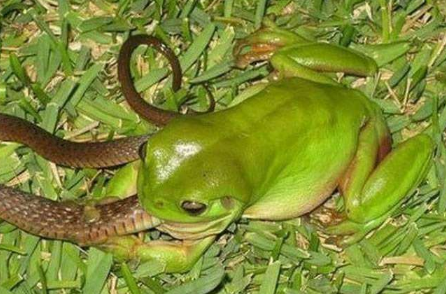 食蛇蛙的天敌 食蛇蛙会不会杀人