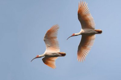 ����Ը���������ڵ�ԸΪ����֦��˭�İ������ ������е�˾������ָ����˭