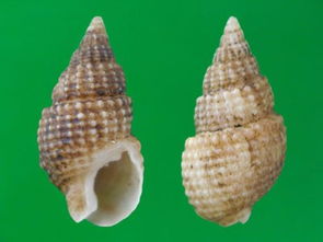 ����˿��֯������ ����˿����֯����