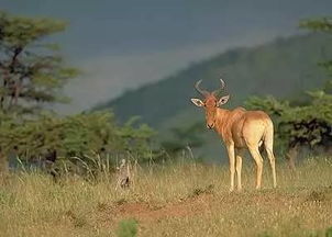 黄喉是牛的哪个部位 来自于牛的大血管主动脉