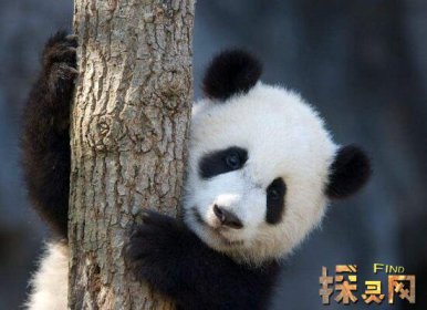 中国十大珍稀动物 仅剩1600只野生大熊猫
