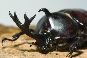 独角仙还叫什么名字 雄性头上长角得名双叉犀金龟独角仙