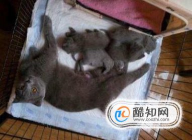 ��������Ӣ����è��ע������ Ӣ����è����ǰ����Ƭ