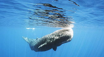 ��������ش�Լ���ٶ� ���������������Լ��181������