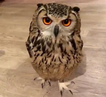 ��һֻèͷӥ������� èͷӥ�ǹ���2����������