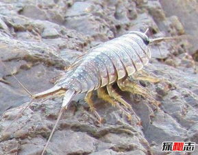 海蟑螂能吃吗 海蟑螂食用价值
